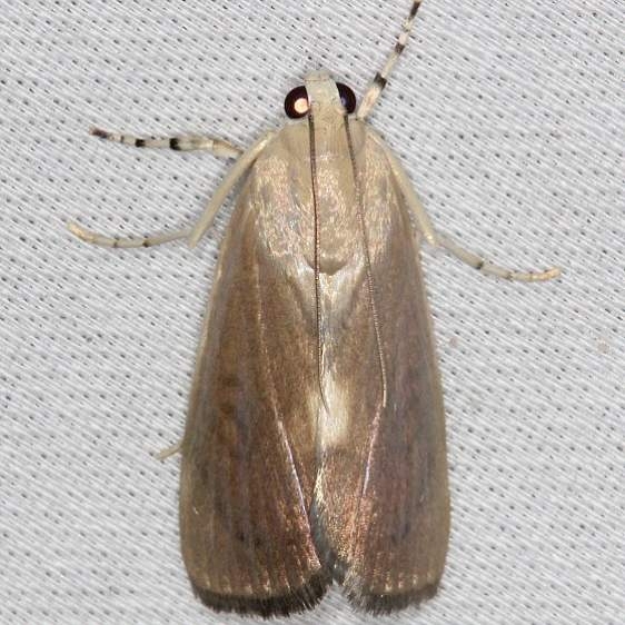 4790 Caper-leaf Webworm Moth Collier Seminole St Pk 3-1-14