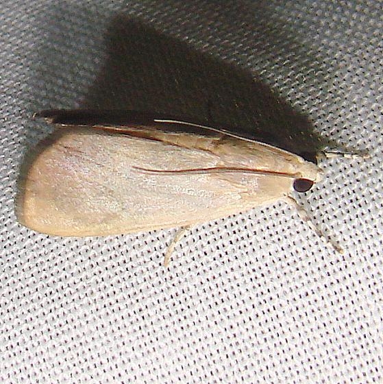 4790 Caper-leaf Webworm Moth Flamingo Everglades 2-29-12