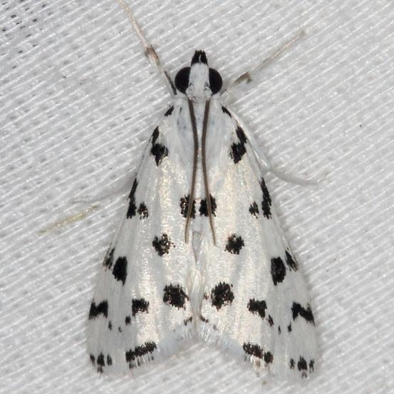 4794 Spotted Peppergrass Moth yard 7-16-13