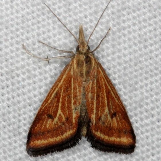 4796 Yellow-veined Moth Silver Lake Cypress Glenn Fl 3-18-15