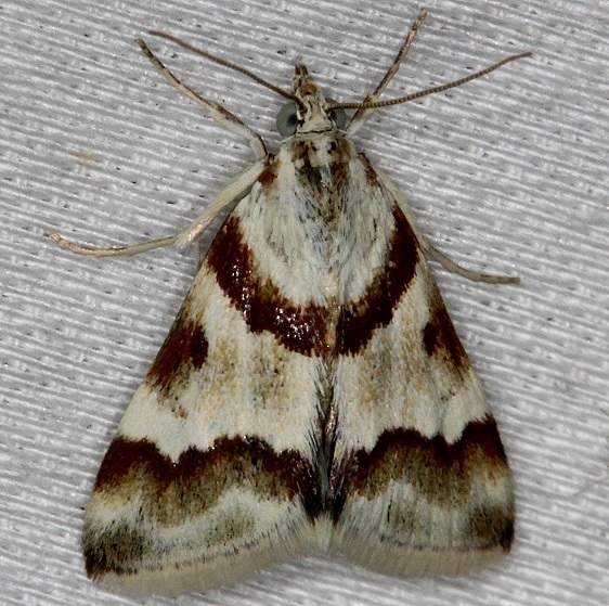 4826 Rufous-banded Crambid Moth NABA Gardens Mission, Texas 11-4-13 (97)_opt