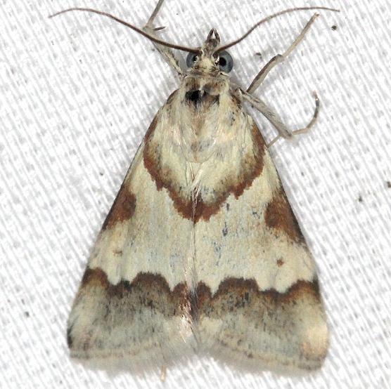 4826 Rufous-banded Crambid Moth yard 6-11-13