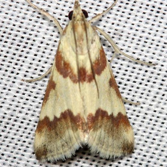 4826 Rufous-banded Crambid Moth yard 8-17-12