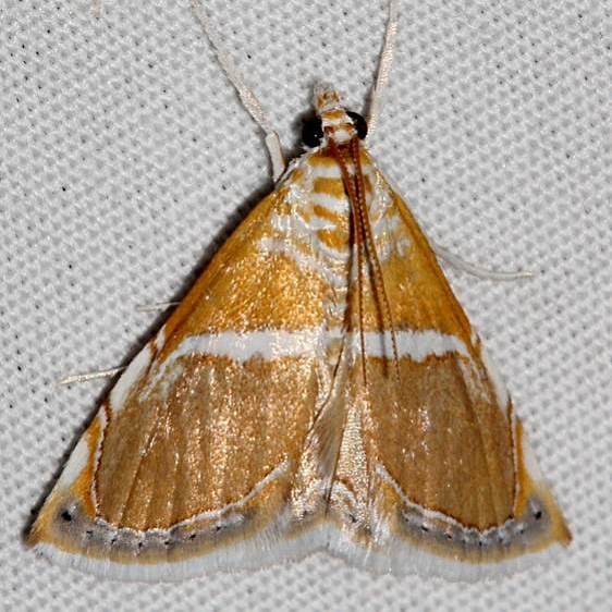 4867 White-trimmed Brown Pyralid Moth Colorado Natl Monument 6-17-17 (187)_opt