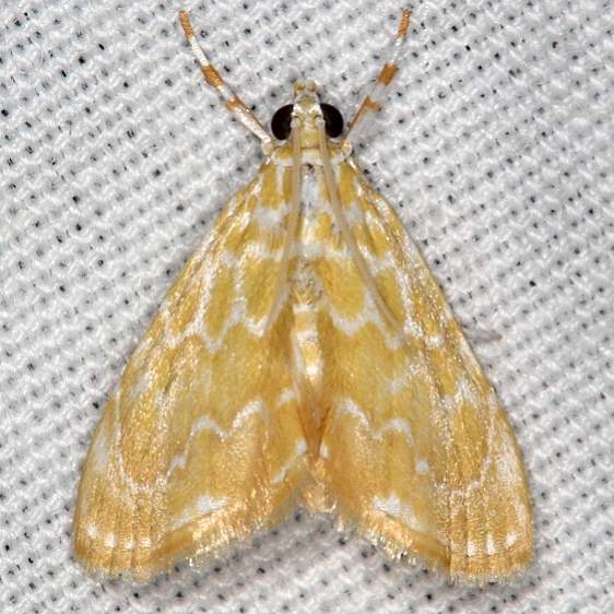 4869 Common Glaphyria Moth Juniper Springs Ocala Natl Forest Fl 9-27-18 (33)_opt
