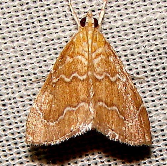 4870 White-roped Glaphyria Moth Payne's Prairie St Pk 3-22-12