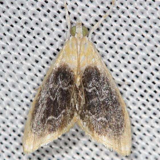 4873 Black-patched Glaphyria Moth yard 7-18-13