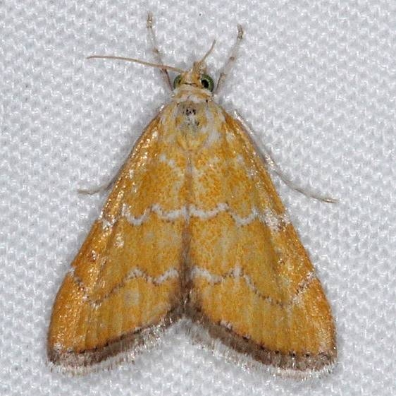 4879 Xanthophysa Moth Huffman Prairie WPAFB Dayton Oh 7-27-14