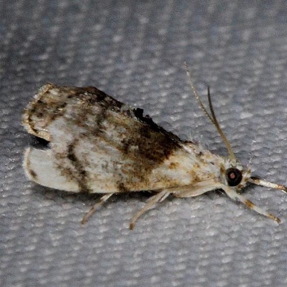 4885 Exposed Lipocosma Moth Kissimmee Prairie St Pk 2-17-14