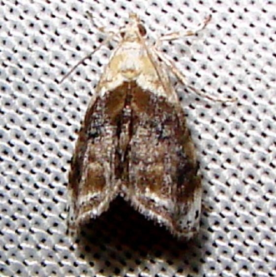 4888 Sooty Lipocosmodes Moth Grasshopper Lake Ocala Natl 3-15-12