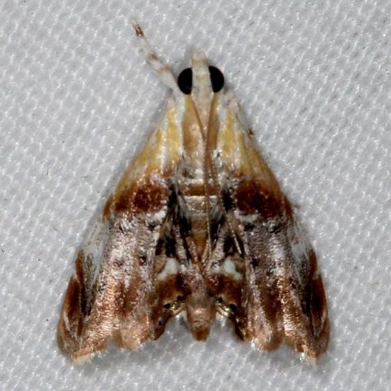 4889 Julia's Dicymolomia Moth Silver Lake Cypress Glenn Fl 3-18-15