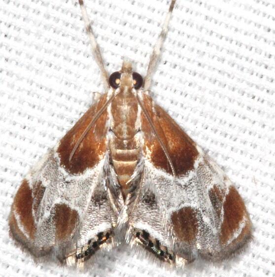 4896 Wasp Parasitizer Moth Kissimmee Prairie St Pk Fl 2-25-21