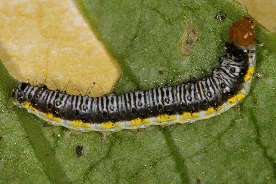 4898 Cross-striped Cabbageworm on Turnip-leaf yard 8-29-19