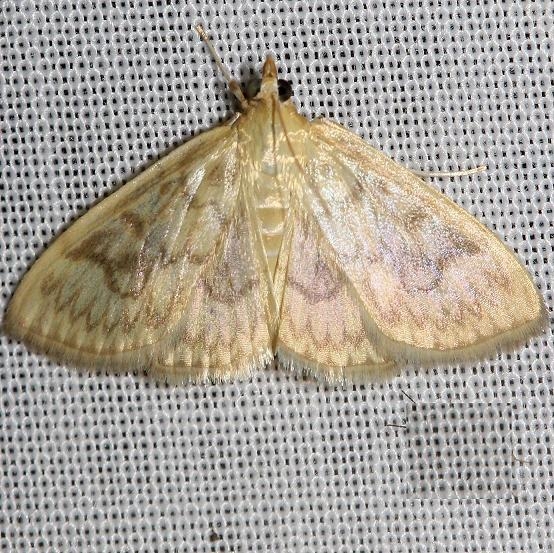4944 Angelic Crocidiphora Moth yard 6-20-12