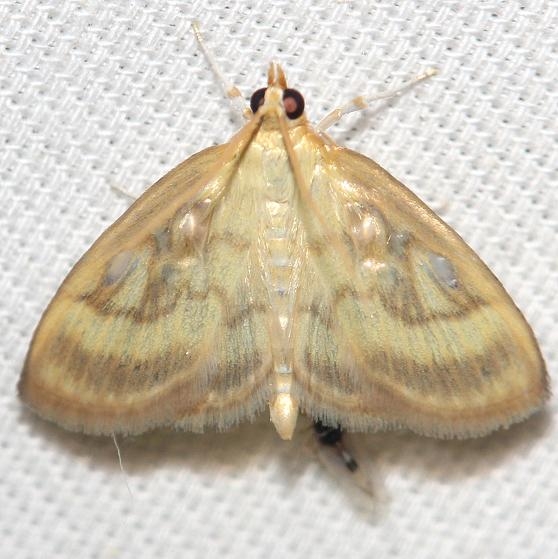 4945 Pale-winged Crocidiphora Moth yard 5-28-12