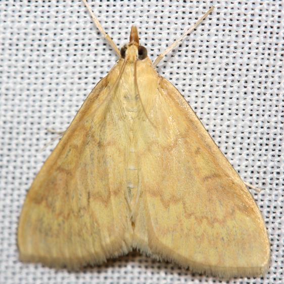4949 European Corn Borer Moth female yard 8-18-12