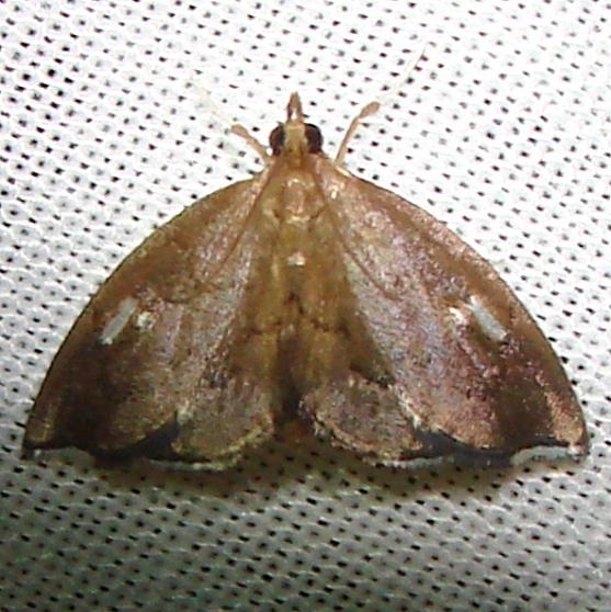 4951 Titian Peale's Pyralid Moth Gold Head Branch St Pk Fl 2-14-12