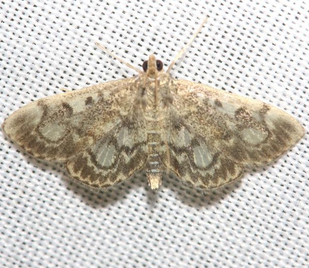 4953 Crowned Phlyctaenia Moth yard 8-31-12