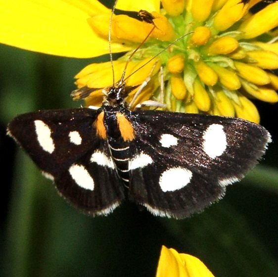 4958 White Sable Moth Dennison Bio Preserve 8-8-15