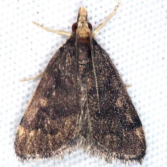 5117 Merrick's Pyralid Moth Burr Oak St Pk at cabins Oh 6-27-14