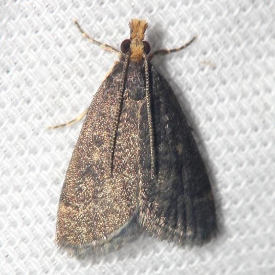 5117 Merrick's Pyralid Moth Lake Kissimmee St Pk Fl 2-26-13