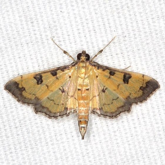 5142 Paler Diacme Moth Big Lagoon St Pk Fl 9-14-18 (25)_opt