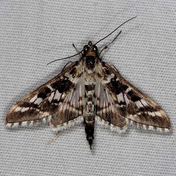 5146 Forsyth's Epipagis Moth Pineland Everglades Fl 2-26-15