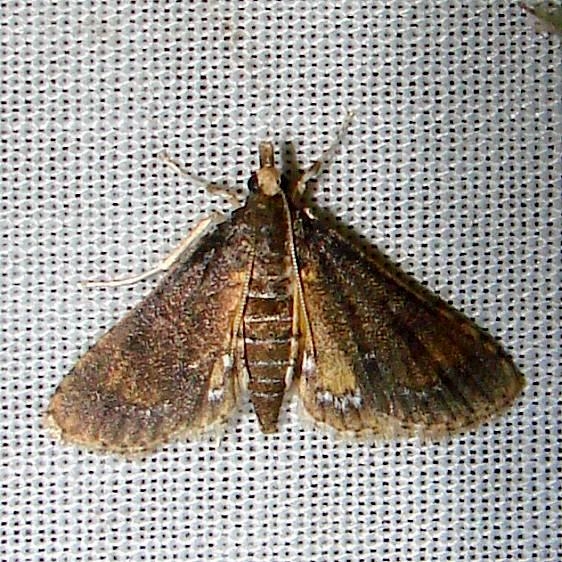 5149 Waterhyacinth Moth Juniper Springs Ocala Natl 3-13-12