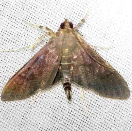 5157 Eggplant webworm Moth Everglades Natl Pk Nike Missle Rd 3-7-13