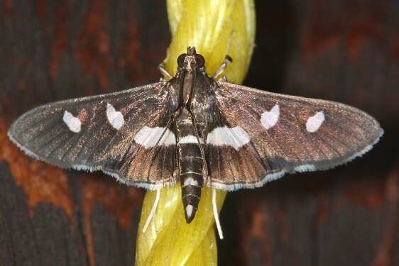 5160-Desmia-maculalis-underside-of-abdomen-has-broken-white-patches-Mothapalooza-Arc-of-Appalachia-7-18-21