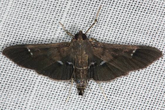5166 Deploring Desmia Moth female Hidden Lake Everglades 2-18-14