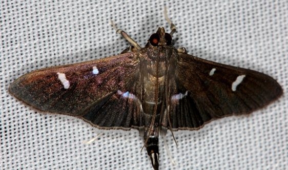 5167 Mournful Desmia Moth female Hidden Lake Everglades 2-18-14