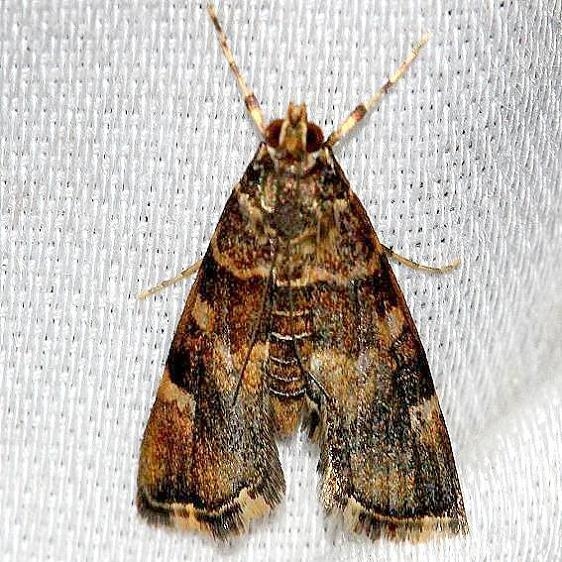 5169 Spotted Beet Webworm Moth yard 10-25-12