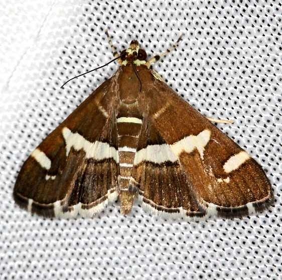 5170 Hawaiian Beet Webworm Moth NABA Gardens Texas 11-3-13