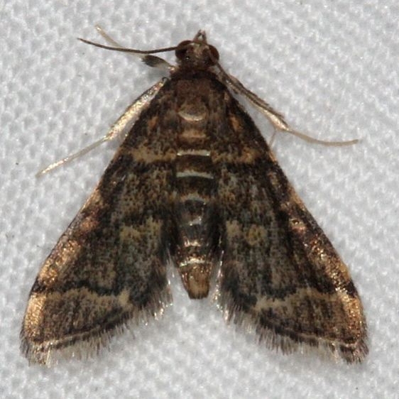 5176 Yellow-spotted Webworm Moth Silver Lake Cypress Glenn Fl 3-16-15