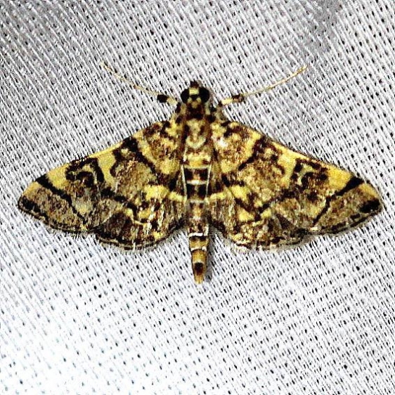 5177 Checkered Apogeshna Moth Everglades Natl Pk Nike Missle Rd 3-7-13