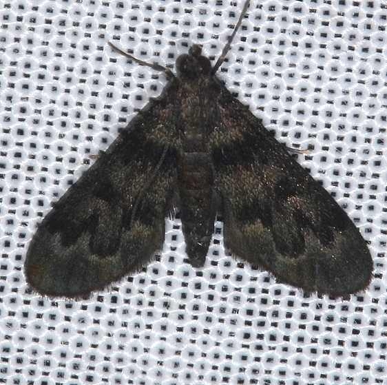 5179 Black Penestola Moth Collier Seminole St Pk 3-2-14