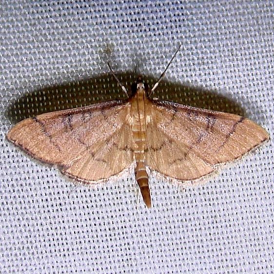 5182 Hollow-spotted Blepharomastix Moth Grasshopper Lake Ocala Natl 3-15-12