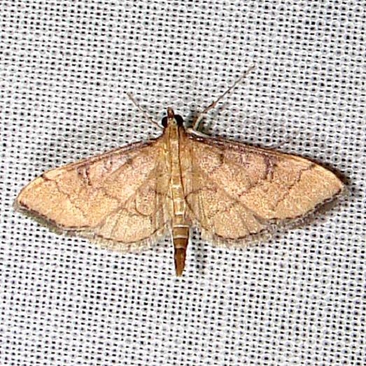 5182 Hollow-spotted Blepharomastix Moth Paynes Prairie St Pk 3-21-12