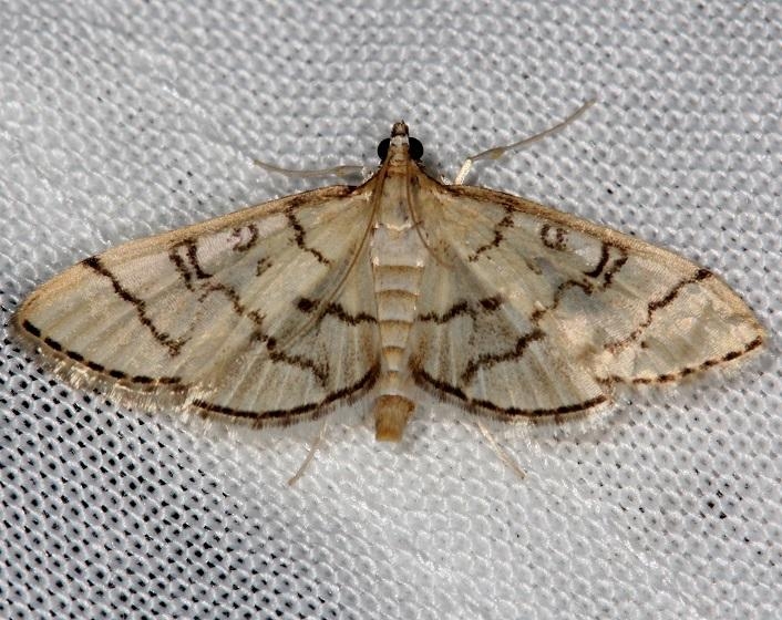5182 Hollow-spotted Blepharomastix Moth Shawnee St Pk Oh 6-14-13