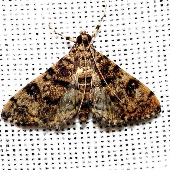 5193.97 Unidentified Blephharomastix Moth Mahogany Hammock Everglades 3-10-3