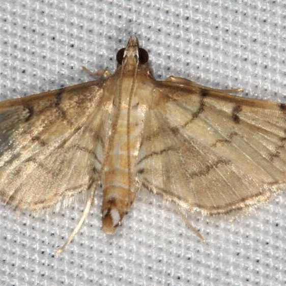 5212 Bean-leaf Webworm Moth Collier-Seminole St Pk Fl 3-2-21