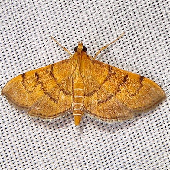 5212 Bean-leaf Webworm Moth Nike Missle Road junction research Rd Everglades 12-28-12