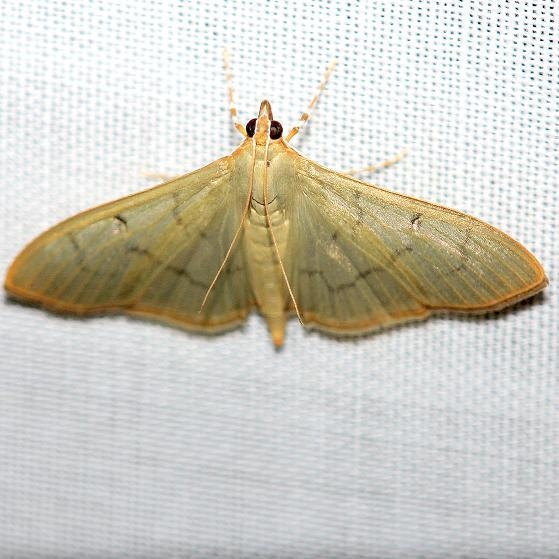 5215 The Alamo Moth Everglades Natl Pk Nike Missle Rd 3-7-13