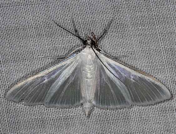 5217 Satin White Palpita Moth NABA Gardens Mission, Texas 11-4-13
