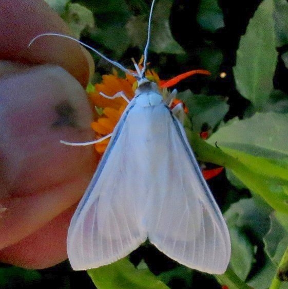 5217 Satin White Palpita Moth National Butterfly Garden Tx 11-2-13
