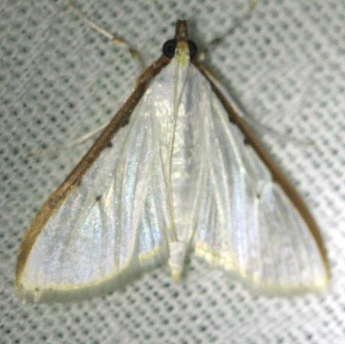 5218 Four-spotted Palpita Moth Everglade Natl Pk Nike Missle Rd 3-5-13