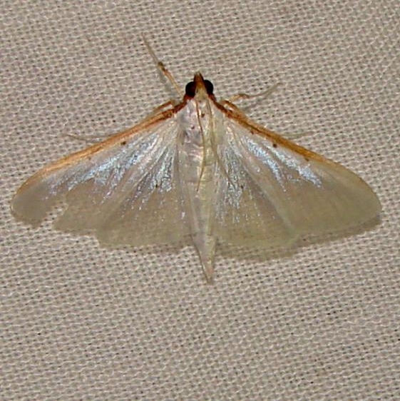 5218 Four-spotted Palpita Moth Kissimmee Prairie St Pk 3-12-12