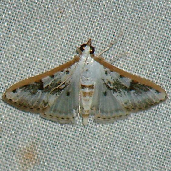 5220 Gracile Palpita Moth Benson State Park Texas 10-16-08