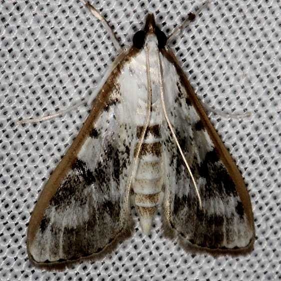 5220 Gracile Palpita Moth NABA Gardens Texas 11-3-13